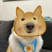 草莓味的苹果熊的个人资料头像