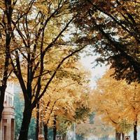 顽强百灵鸟Hno头像