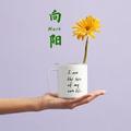 向阳Mark头像