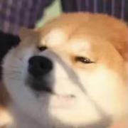 小金706的个人资料头像