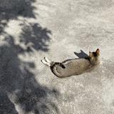 猪小姐88325头像