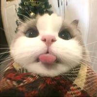 一丝不苟百灵鸟IsQ头像