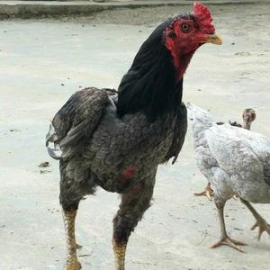 友谊之关头像