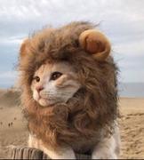 晏晏小帅哥的个人资料头像