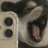 一只猪猪x头像