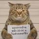 不夜猫头像