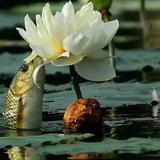 周刚64917594头像