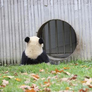 晴空茉茉茶头像