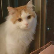 摧毁九亿少女的梦的个人资料头像