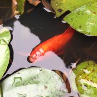 有趣的钢琴UCo头像