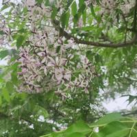 岁岁平岁岁安2024头像