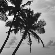 是野子a的个人资料头像