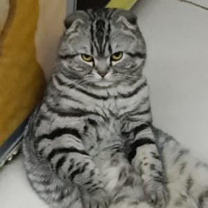 幸福花猫警长头像