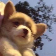 Sylas的个人资料头像