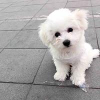 四个缸还那么狂头像