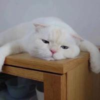 愿再见丶头像