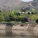 阳光发财树头像