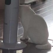 很帅的柴犬的个人资料头像