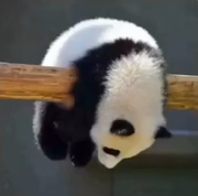 Desclee的个人资料头像