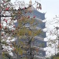 淡定原野YL头像