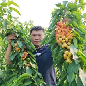 王育大樱桃技术服务头像