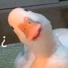 适应头像