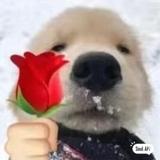 朝气蓬勃的小熊酱头像