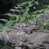 惜茗头像