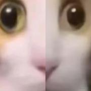 掘金严肃猫的个人资料头像