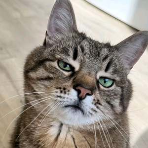 猫星人不爱吃猫粮头像