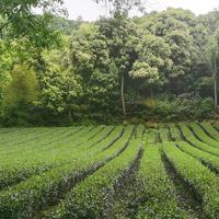 一壶老泉茶头像