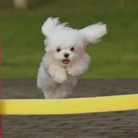 桥豆麻袋6446头像