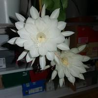 一往无前南少头像