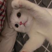 Hah的个人资料头像