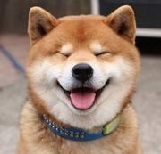 蜀山老妖怪的个人资料头像