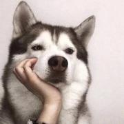 nasen的个人资料头像