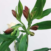 初见爱学习43486的个人资料头像