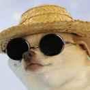 奝的个人资料头像