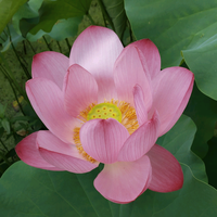 君思红颜潸然泪下头像