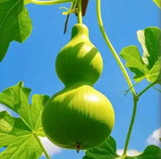 葫芦_liu的个人资料头像