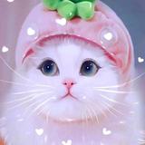 直爽的顺风车头像