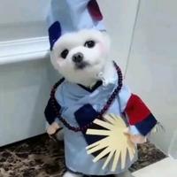 会飞的鱼15875头像