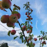 亲切精灵Uvk头像