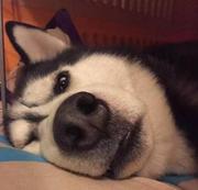 骑猪o0o找牛的个人资料头像