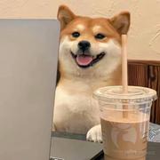 枫丝语的个人资料头像