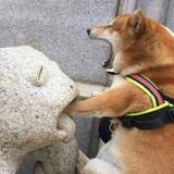 缤纷柑桔O28头像