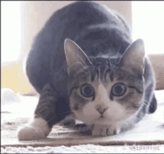 熊猫是只猫的个人资料头像