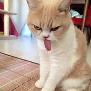 逗你玩的个人资料头像