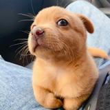 叶依随头像