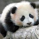 我没漂你漂了头像